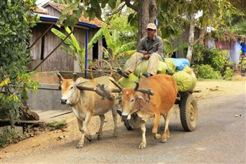 cambodia ox cart