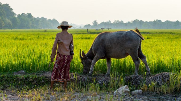cambodia countryside 